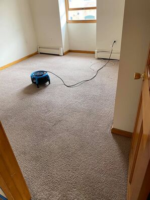 Carpet Cleaning